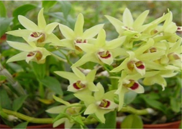 c(din)鿴ԔϢ}Herba Dendrodii Flower xΔ2702