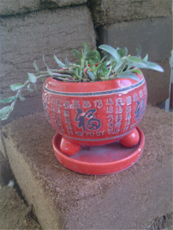 c(din)鿴ԔϢ}Herba Dendrodii Pot Seedlings xΔ2406