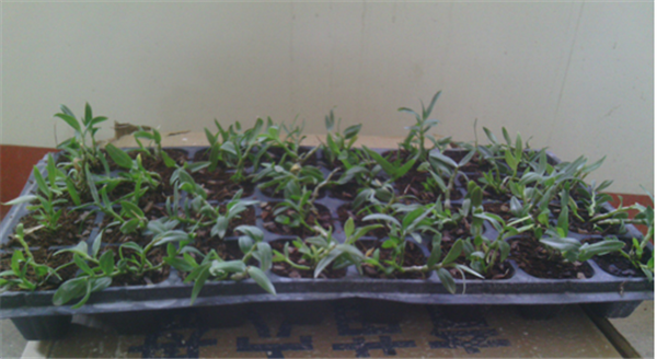 c(din)鿴ԔϢ}Herba Dendrodii Plug Seedlings xΔ2567